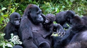 Filime ivuga ku ngagi zo mu Rwanda yatangiye gutambuka kuri Netflix