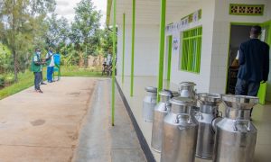 Nyagatare: Aborozi mu ngamba zo gukumira igihombo cy’amata yangirika