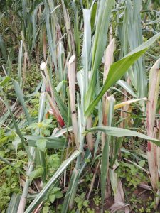 Rubavu: Yabyutse asanga abataramenyekana bamutemaguriye ibisheke