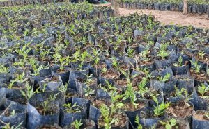 Ibiti bisaga ibihumbi 160 bigiye guterwa ku mashuri 4,000 y’u Rwanda