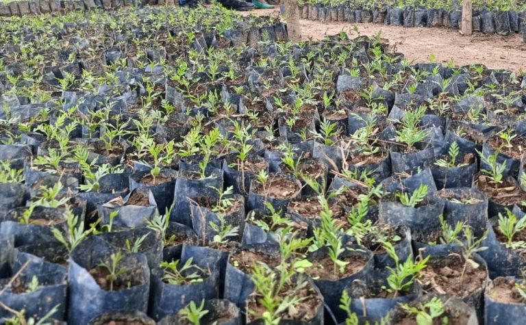 Ibiti bisaga ibihumbi 160 bigiye guterwa ku mashuri 4,000 y’u Rwanda
