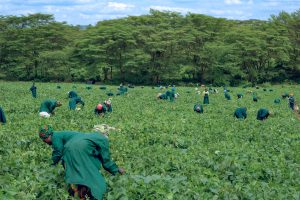 Nyagatare: Umugore washoye mu buhinzi bw’imiteja arakoresha abagera ku 163