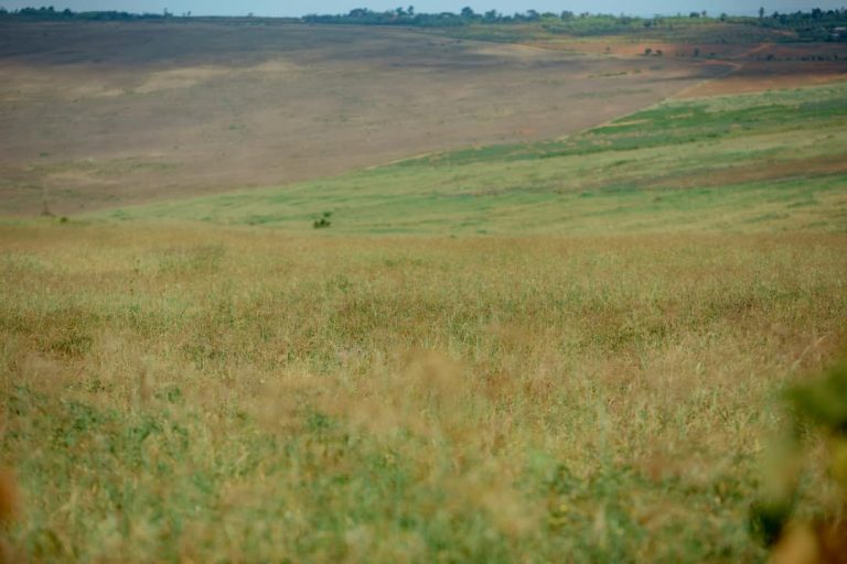 Kayonza: Urubyiruko ruhinga ubwatsi bw’amatungo rufite inzozi zo kugera kuri 100 Ha