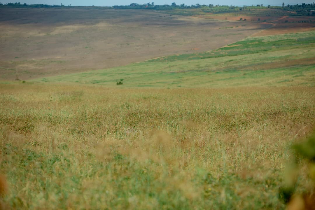 Kayonza: Urubyiruko ruhinga ubwatsi bw’amatungo rufite inzozi zo kugera kuri 100 Ha