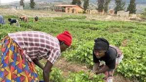 Nyagatare: Abakora ubuhinzi batishije imirima bagowe no kubona inyogeramusaruro