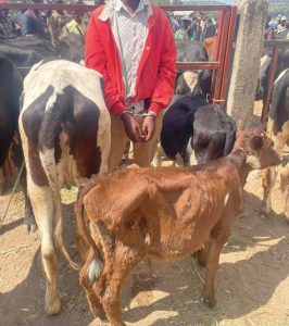 Ruhango: Abagabo 3 bafatanywe inka 7 bakekwaho kwiba i Nyanza