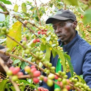 Nyagatare: Abahinzi bashya b’ikawa batangiye kubona ibyiza byayo