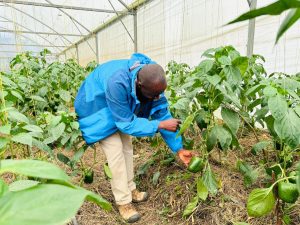 Karongi: Guhinga muri Greenhouse bimwinjiriza ibihumbi 800 Frw buri kwezi