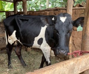 Gisagara: Abaturage 7 911 bikuye mu bukene kubera gahunda y’Inka ku Muryango