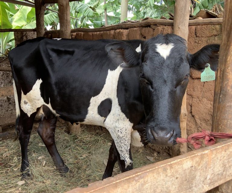Gisagara: Abaturage 7 911 bikuye mu bukene kubera gahunda y’Inka ku Muryango