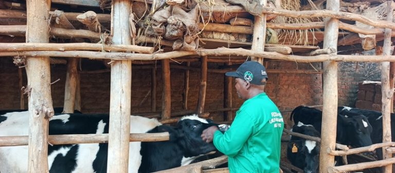 Gatsibo: Ahereye ku nka imwe ageze ku 10 mu myaka itanu