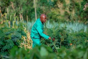 Gatsibo- Kiramuruzi: Ubwatsi bwiza bwakuye umukamo kuri Litiro 1,5 ugera ku 10