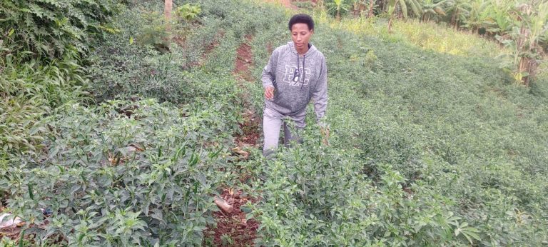 Gasabo: Ku myaka 29, ubuhinzi bw’umwuga  bwamuhinduye umumiliyoneri 
