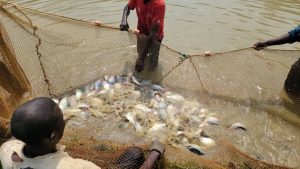 Abahinzi n’aborozi bayobotse ikoranabuhanga n’ubunyamwuga byarabakungahaje&nbsp;