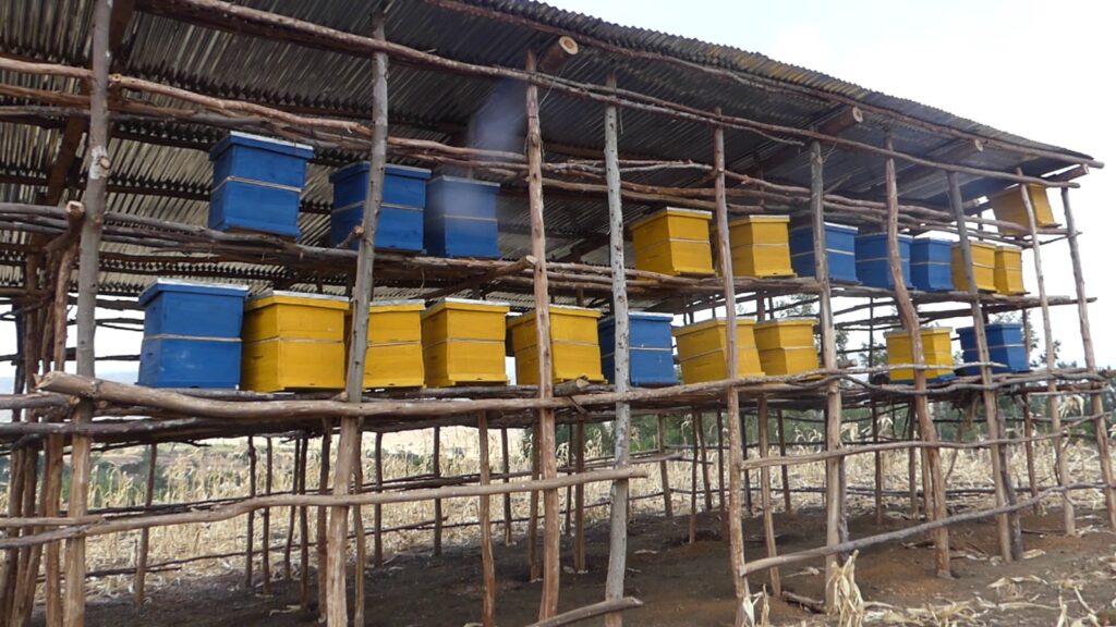 Nyagatare: Kwiyongera kw’amashyamba byazahuye ubuvumvu bakora