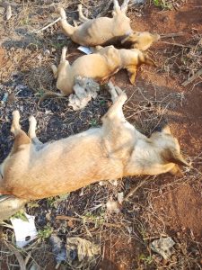 Rusizi: Imbwa 50 ziri mu zaryaga abaturage mu mujyi wa Rusizi zishwe