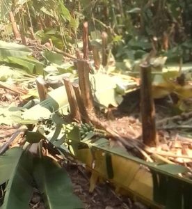Rutsiro: Uwatemye insina 175 z’uwo baguze isambu  yatawe muri yombi