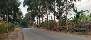 Abakoresha umuhanda Musanze- Cyanika batewe impungenge n’ibiti biwukikije bishaje