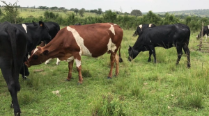 Nyagatare: Baracyakomwa mu nkokora n’igabanyuka ry’umukamo mu mpeshyi