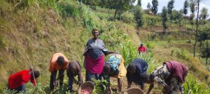 Nyaruguru: Abagore bibumbiye mu matsinda bongera umusaruro