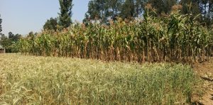 Amajyaruguru: Ubuhinzi bw’ingano n’ibigori bwateje abahinzi imbere