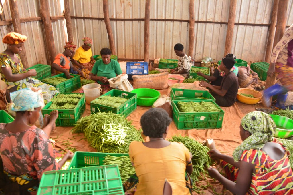Rwamagana: Umusaruro w’ubuhinzi wikubye kabiri babikesha kuhira