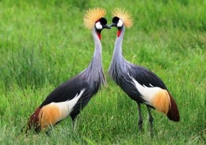 Imisambi y’u Rwanda yageze ku 1 438 kubera kubungabunga ibidukikije