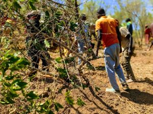 Huye: Bahinduye imyumvire biyemeza kurimbura ikawa zishaje bagatera izijyanye n’igihe