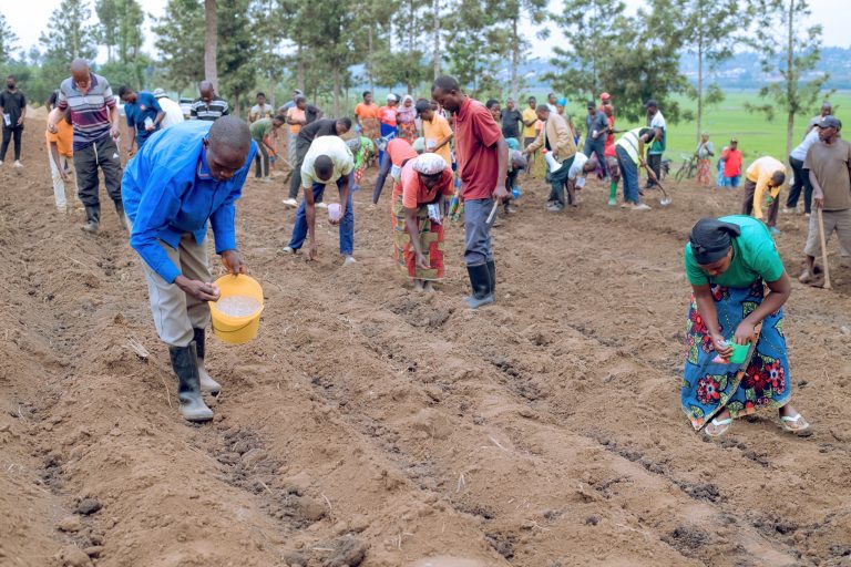 Nyagatare na Gatsibo barasabwa gutera ibigori bitarenze tariki ya 5 Ukwakira