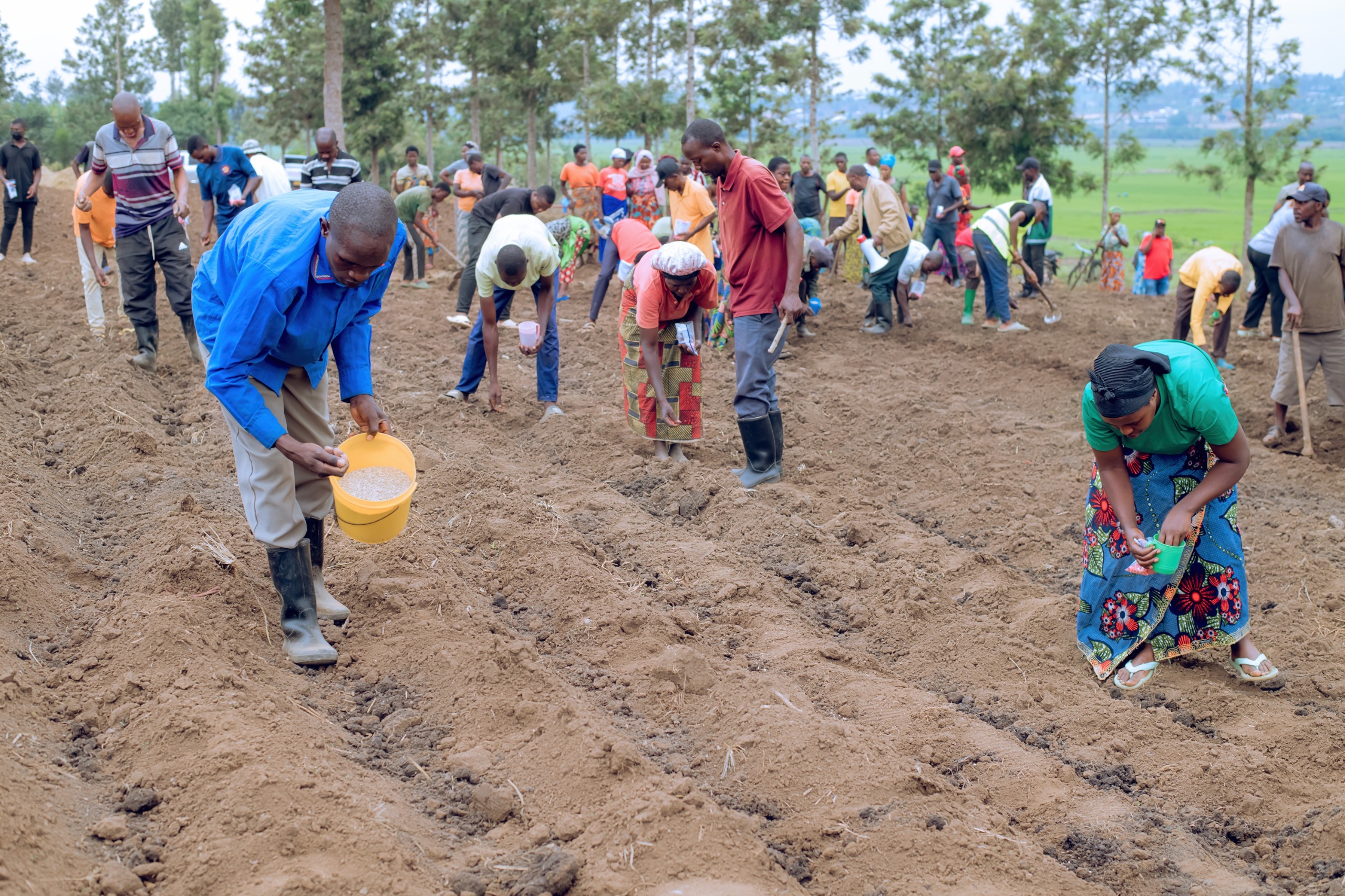 Nyagatare na Gatsibo barasabwa gutera ibigori bitarenze tariki ya 5 Ukwakira