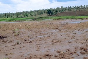 Nyagatare: Hegitari 200 zariho imyaka y’abaturage zatwawe n’imvura
