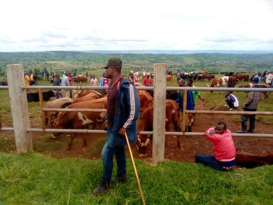 Nyagatare: Bafunguriwe amasoko y’amatungo yafunzwe kubera icyorezo