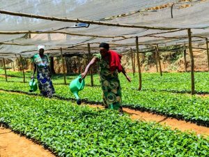 Huye-Maraba: Biteje imbere babikesha gutegura ingemwe z’ikawa RAB C-15