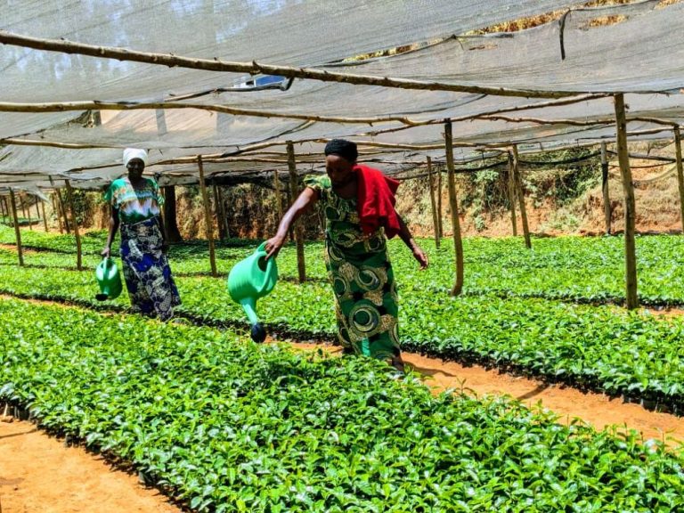 Huye-Maraba: Biteje imbere babikesha gutegura ingemwe z’ikawa RAB C-15