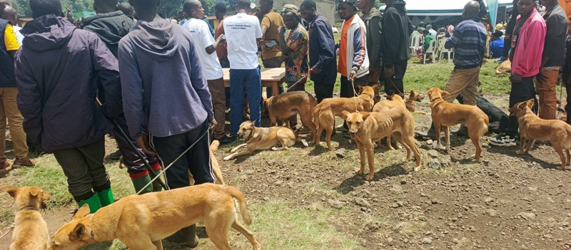 Musanze: Impungenge ku mbwa zidakingiwe zateza akaga abantu n’inyamaswa za Pariki y’Ibirunga