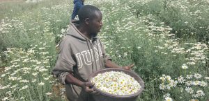 Ibireti biracyari isoko y’ubukire nyuma y’imyaka 90 bigeze mu Rwanda 