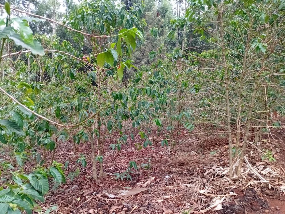 Huye: Ubuhinzi bw’ikawa bubagejeje ku ndoto yo gushinga ikigo cy’imari