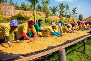 Ikilo cy’Ikawa y’u Rwanda cyaguzwe ibihumbi 670 Frw
