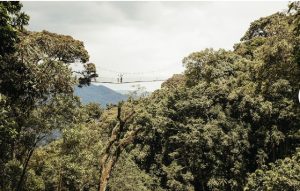 UNESCO yashyize Pariki y’Igihugu ya Nyungwe mu Murage w’Isi