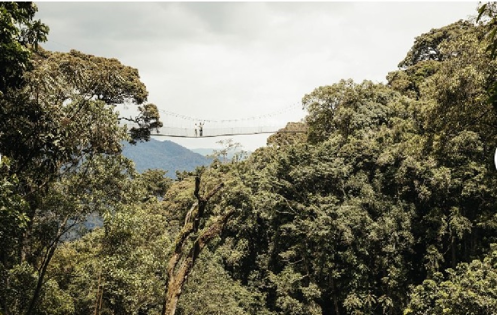 UNESCO yashyize Pariki y’Igihugu ya Nyungwe mu Murage w’Isi