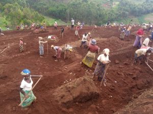 Rusizi: Abari bazengerejwe n’isuri bakiriye neza  amaterasi y’indinganire