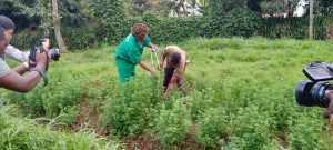 Musanze: Baretse korora mu kajagari umukamo wikuba kabiri