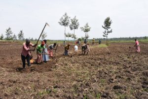 Rwamagana: Abahinzi batarabona imbuto n’ifumbire barahangayitse