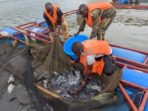 Nyamasheke: Abarobyi basuhukiye muri Uganda na RDC batangiye kugaruka