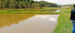 Muhanga: Barasaba korozwa amafi arya imibu ibanduza Malariya