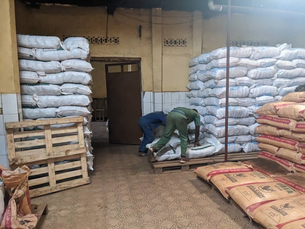 Muhanga: Bahinze ibigori ntibyaheka, bakeka ko bahabwa imbuto itajyanye n’ubutaka